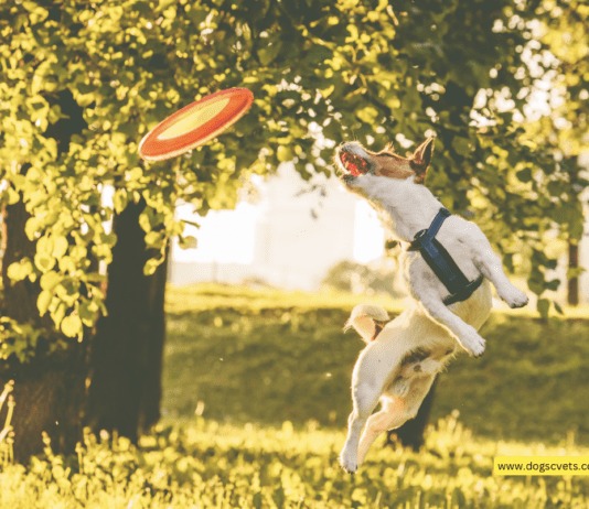 Sports Accessories For Dogs – The Ultimate Guide + 5 Tips To Know Sports Accessories For Dogs - The Ultimate Guide + 5 Tips To Know