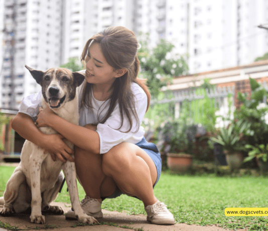 How to Afford Dog Care in 2023 How to Afford Dog Care in 2023