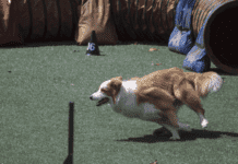 The Benefits of Professional Dog Training in Plano The Benefits of Professional Dog Training in Plano