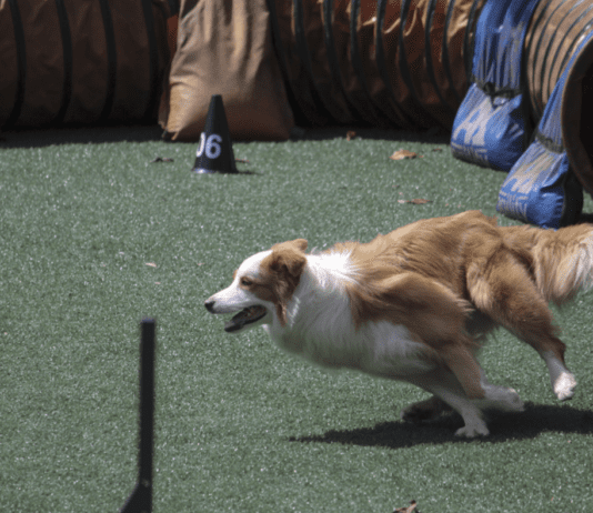 The Benefits of Professional Dog Training in Plano The Benefits of Professional Dog Training in Plano
