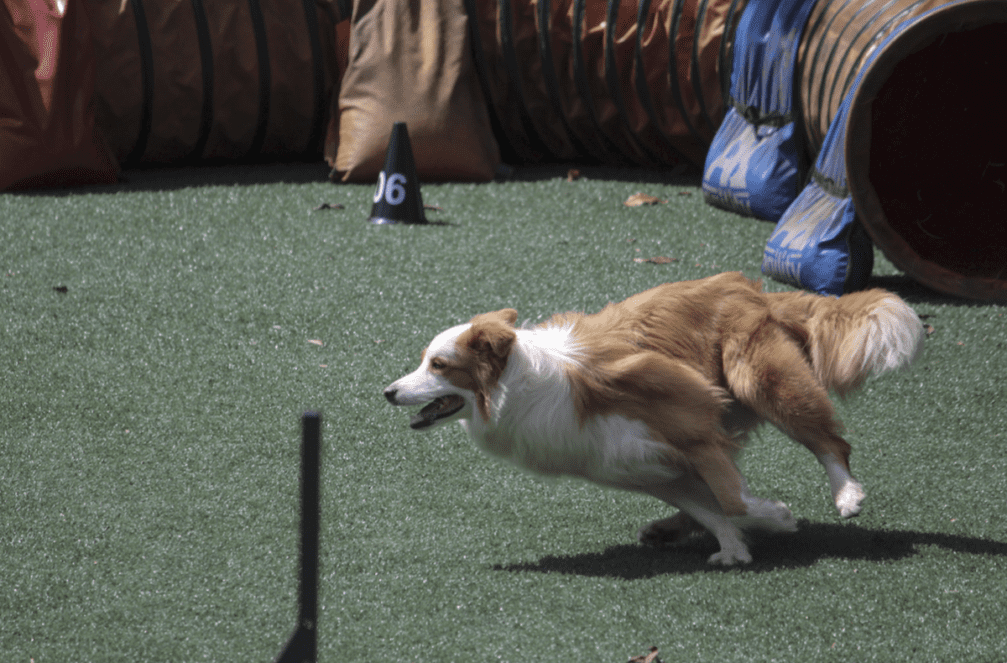 The Benefits of Professional Dog Training in Plano