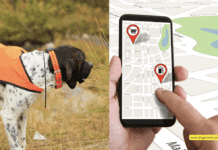 Why is a GPS Tracker Important for Dogs? 5 Tips to Know Why is a GPS Tracker Important for Dogs? 5 Tips to Know