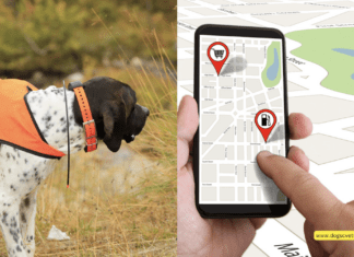 Why is a GPS Tracker Important for Dogs? 5 Tips to Know
