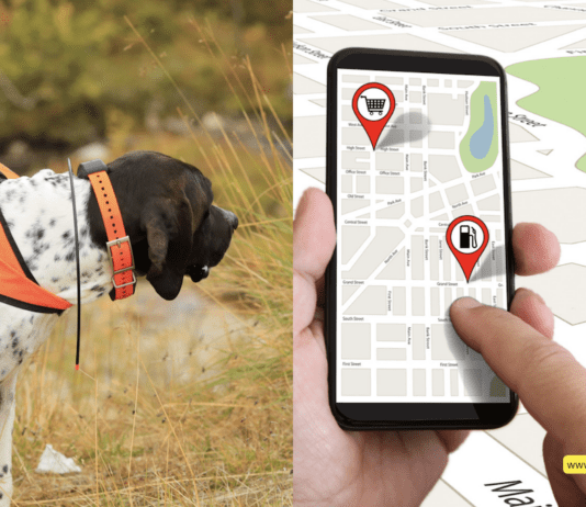 Why is a GPS Tracker Important for Dogs? 5 Tips to Know Why is a GPS Tracker Important for Dogs? 5 Tips to Know