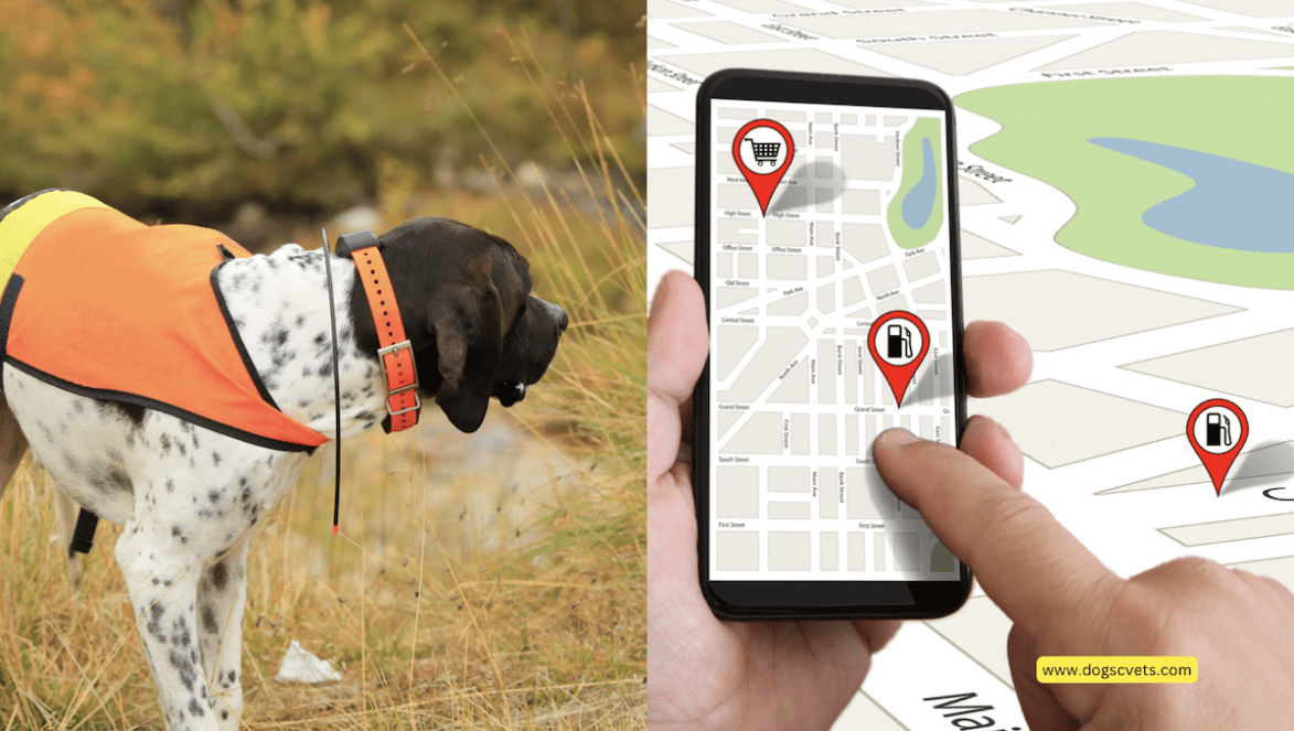 Dlaczego lokalizator GPS jest ważny dla psów? 5 wskazówek, które warto znać