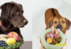 Unleash the Secret to a Shiny Coat: The Best Dog Food for Healthy Skin and Fur Unleash the Secret to a Shiny Coat: The Best Dog Food for Healthy Skin and Fur
