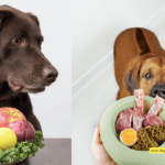 Unleash the Secret to a Shiny Coat: The Best Dog Food for Healthy Skin and Fur