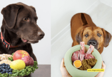 Unleash the Secret to a Shiny Coat: The Best Dog Food for Healthy Skin and Fur Unleash the Secret to a Shiny Coat: The Best Dog Food for Healthy Skin and Fur