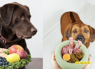 Unleash the Secret to a Shiny Coat: The Best Dog Food for Healthy Skin and Fur