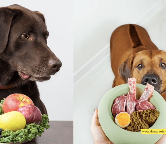 Unleash the Secret to a Shiny Coat: The Best Dog Food for Healthy Skin and Fur Unleash the Secret to a Shiny Coat: The Best Dog Food for Healthy Skin and Fur