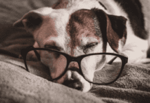 5 Tips for Preparing for Dog Euthanasia at Home 5 Tips for Preparing for Dog Euthanasia at Home