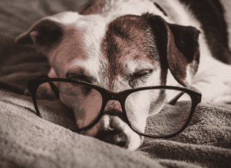 5 Tips for Preparing for Dog Euthanasia at Home 5 Tips for Preparing for Dog Euthanasia at Home