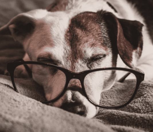 5 Tips for Preparing for Dog Euthanasia at Home 5 Tips for Preparing for Dog Euthanasia at Home