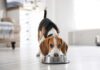 Unveiling the Advantages of Raw Dog Food for a Healthier, Happier Pup Unveiling the Advantages of Raw Dog Food for a Healthier, Happier Pup