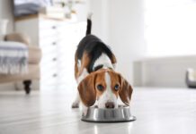 Unveiling the Advantages of Raw Dog Food for a Healthier, Happier Pup Unveiling the Advantages of Raw Dog Food for a Healthier, Happier Pup
