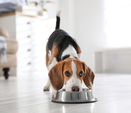 Unveiling the Advantages of Raw Dog Food for a Healthier, Happier Pup Unveiling the Advantages of Raw Dog Food for a Healthier, Happier Pup