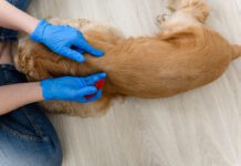 Flea Prevention 101: Year-Round Strategies For A Flea-Free Pup Flea Prevention 101: Year-Round Strategies For A Flea-Free Pup