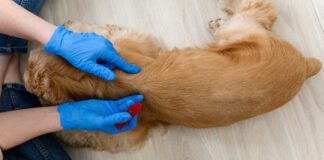 Flea Prevention 101: Year-Round Strategies For A Flea-Free Pup Flea Prevention 101: Year-Round Strategies For A Flea-Free Pup
