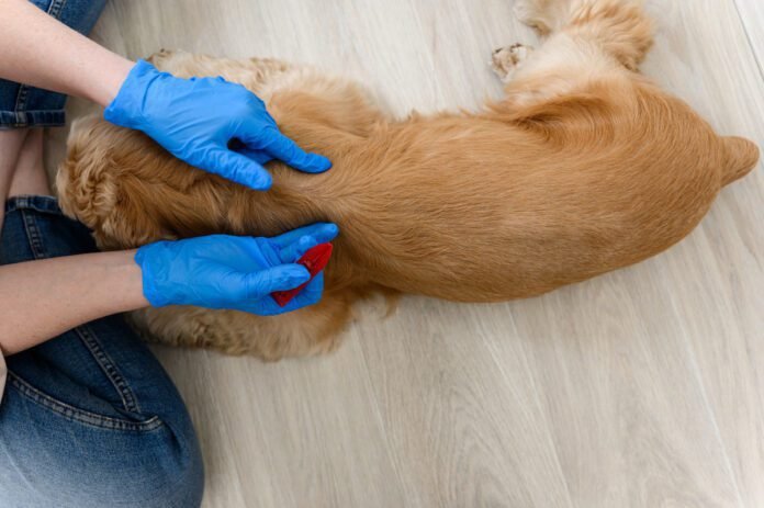 Flea Prevention 101: Year-Round Strategies For A Flea-Free Pup
