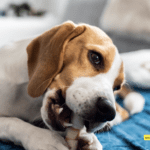 Natural Relief: Understanding the Benefits of CBD Chews for Dogs Natural Relief: Understanding the Benefits of CBD Chews for Dogs