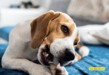 Natural Relief: Understanding the Benefits of CBD Chews for Dogs Natural Relief: Understanding the Benefits of CBD Chews for Dogs