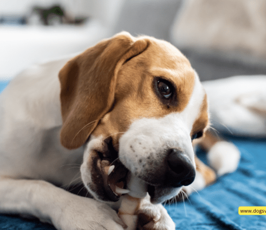 Natural Relief: Understanding the Benefits of CBD Chews for Dogs Natural Relief: Understanding the Benefits of CBD Chews for Dogs