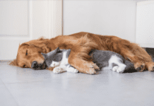 How to Protect Your Floors from Pet Damage Pet Damage: Protect Your Floors from