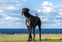 When to Spay or Neuter Your Great Dane: 3 Steps to Follow When to Spay or Neuter Your Great Dane: 3 Steps to Follow