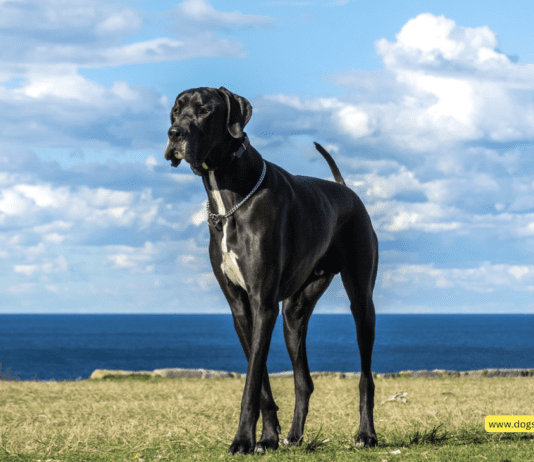 When to Spay or Neuter Your Great Dane: 3 Steps to Follow When to Spay or Neuter Your Great Dane: 3 Steps to Follow