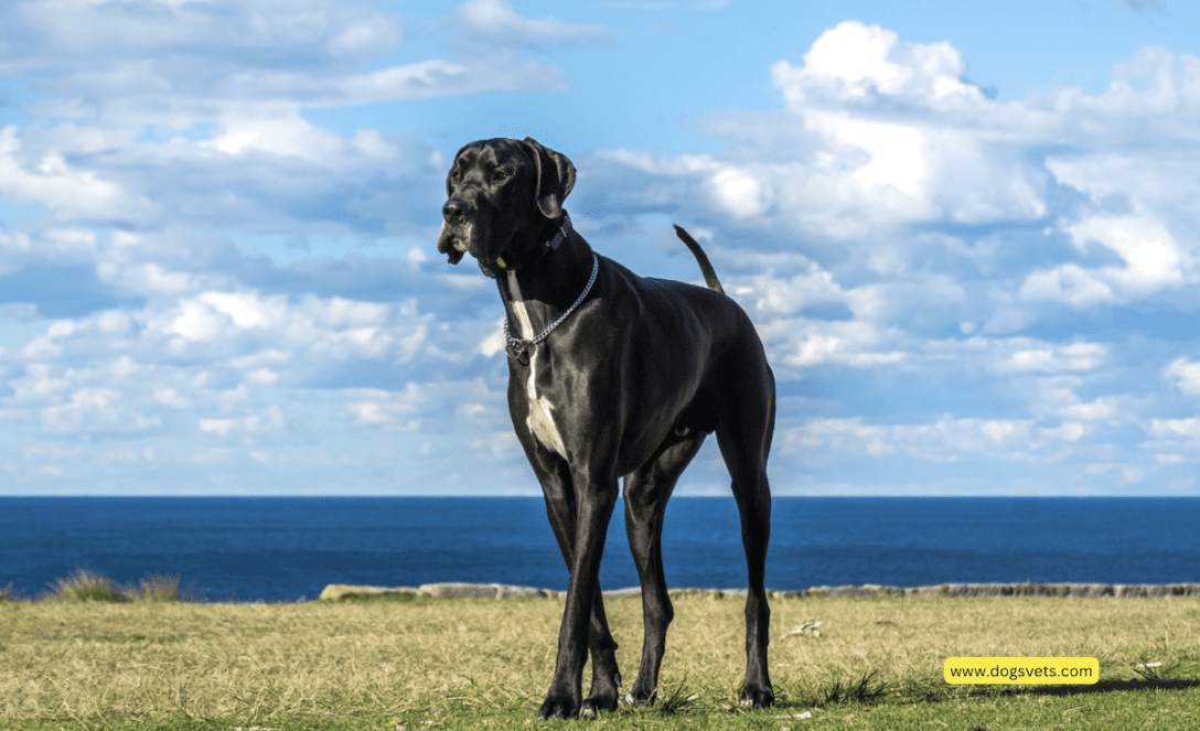 When to Spay or Neuter Your Great Dane: 3 Steps to Follow