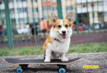 When to Spay or Neuter Your Corgi: Expert Advice When to Spay or Neuter Your Corgi: Expert Advice