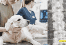 Chest Bone Deformities in Dogs: Vet Answers Your Questions Chest Bone Deformities in Dogs: Vet Answers Your Questions