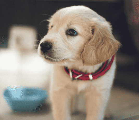 How Many is Too Many: Your Guide to Puppy Treats How Many is Too Many: Your Guide to Puppy Treats