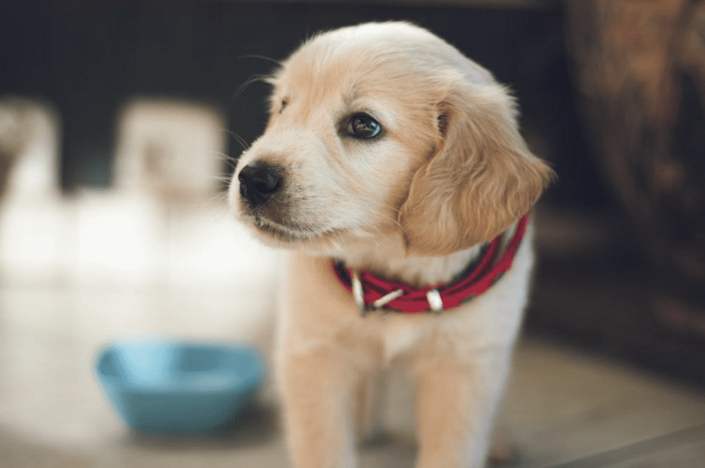 How Many is Too Many: Your Guide to Puppy Treats 