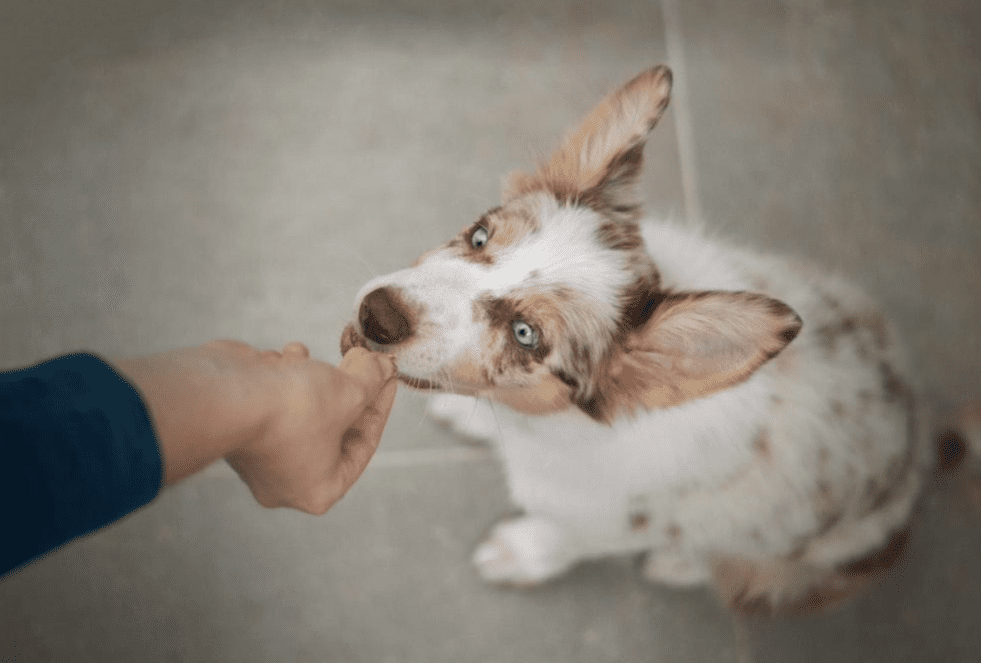 Why are treats important for puppies?