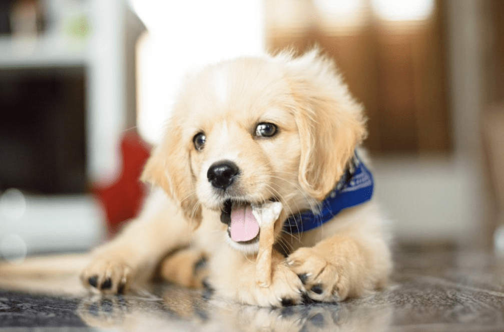 A golden retriever puppy with a blue collar laying on the floor eating a chew.