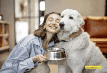 Як зрозуміти, чи підходить собаці сухий корм? Як зрозуміти, чи підходить собаці сухий корм?