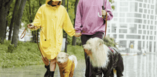 How to Make a Claim: A Step-by-Step Guide to Pet Insurance Claims How to Make a Claim: A Step-by-Step Guide to Pet Insurance Claims
