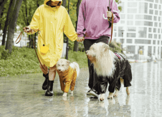 How to Make a Claim: A Step-by-Step Guide to Pet Insurance Claims How to Make a Claim: A Step-by-Step Guide to Pet Insurance Claims