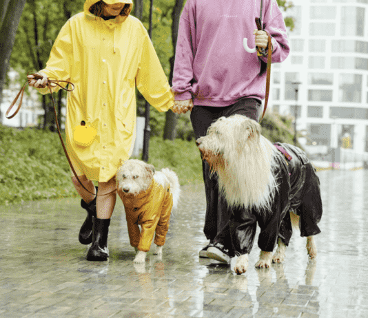 How to Make a Claim: A Step-by-Step Guide to Pet Insurance Claims How to Make a Claim: A Step-by-Step Guide to Pet Insurance Claims