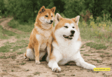 Why Are Akita Dogs Dangerous? + 10 Facts You Need to Know Why Are Akita Dogs Dangerous? + 10 Facts You Need to Know