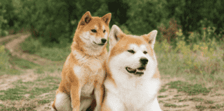 Why Are Akita Dogs Dangerous? + 10 Facts You Need to Know Why Are Akita Dogs Dangerous? + 10 Facts You Need to Know