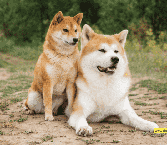 Why Are Akita Dogs Dangerous? + 10 Facts You Need to Know Why Are Akita Dogs Dangerous? + 10 Facts You Need to Know