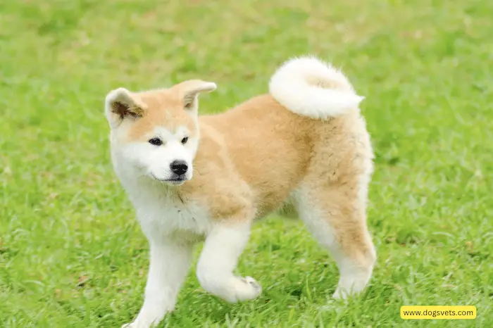 Why Are Akita Dogs Dangerous?