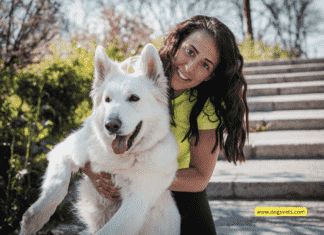 FaunaMarket: Your Digital Gateway to Pet Paradise