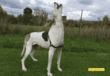 Interesting facts: Why do Dogs Howl at The Moon? Interesting facts: Why do Dogs Howl at The Moon?