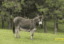 What are English-Irish Donkeys? A Complete Guide to These Charming Companions What are English-Irish Donkeys? A Complete Guide