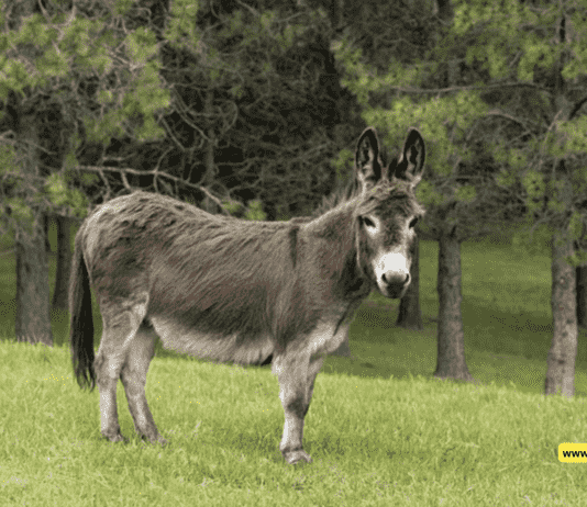 What are English-Irish Donkeys? A Complete Guide to These Charming Companions What are English-Irish Donkeys? A Complete Guide