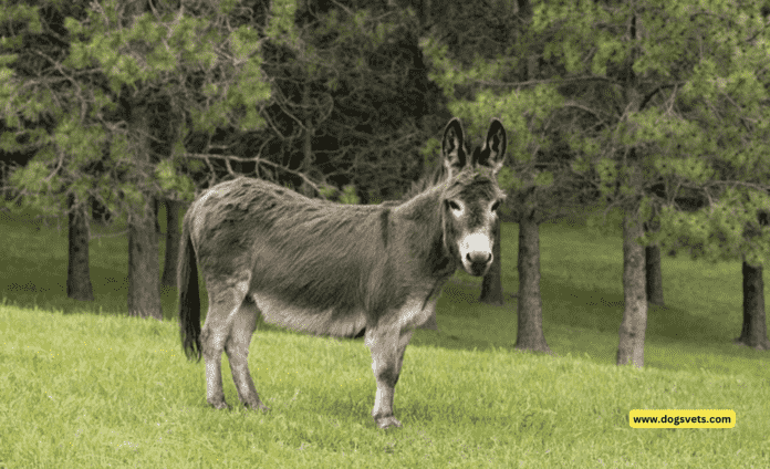 What are English-Irish Donkeys? A Complete Guide