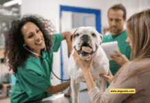 How to Choose the Right Veterinarian for Your Pet – 7 Tips To Know How to Choose the Right Veterinarian for Your Pet - 7 Tips To Know